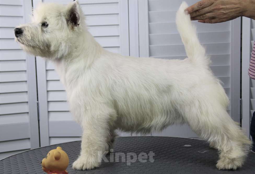 Собаки в Москве: вест хайленд вайт терьер подрощенный мальчик от Интерчемпиона Мальчик, 50 000 руб. - фото 6