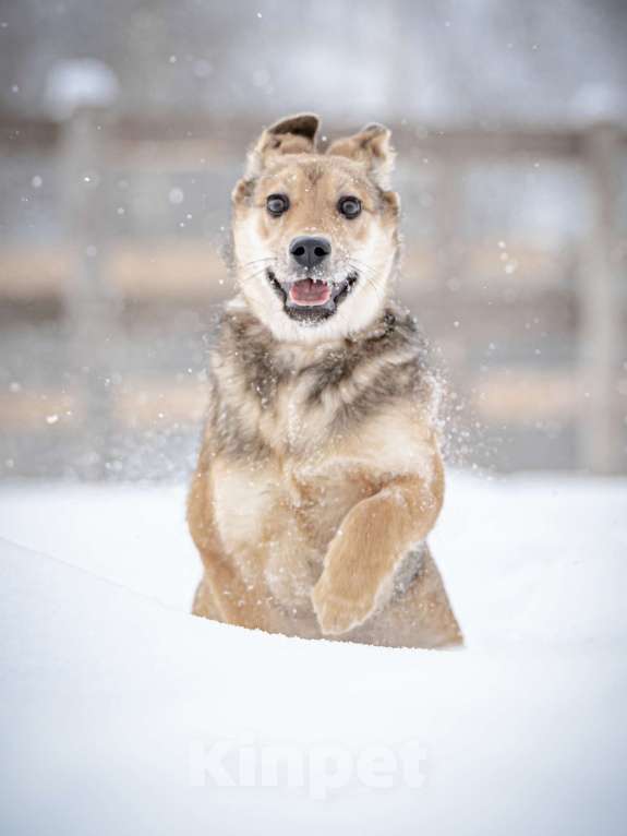 Собаки в Москве: Ласкуша Нюша очень ждет своего родного ЧЕЛОВЕКА. Девочка, Бесплатно - фото 10