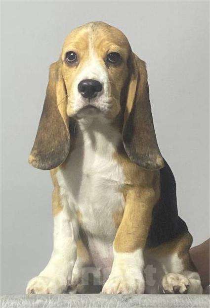 Собаки в Иркутске: Продам щенков породы "Бигль" Девочка, Бесплатно - фото 1