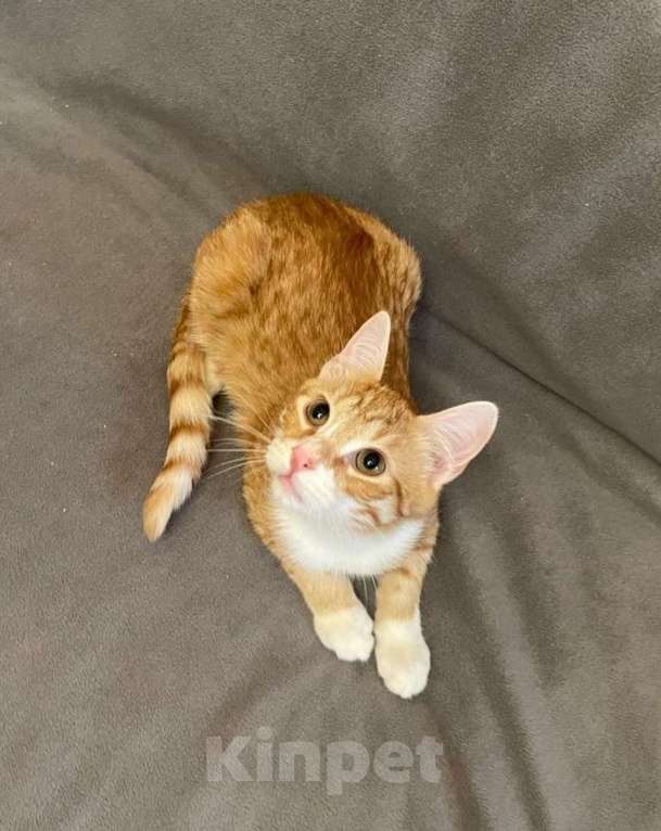 Кошки в Санкт-Петербурге: Яркий рыжик ищет дом Мальчик, Бесплатно - фото 1