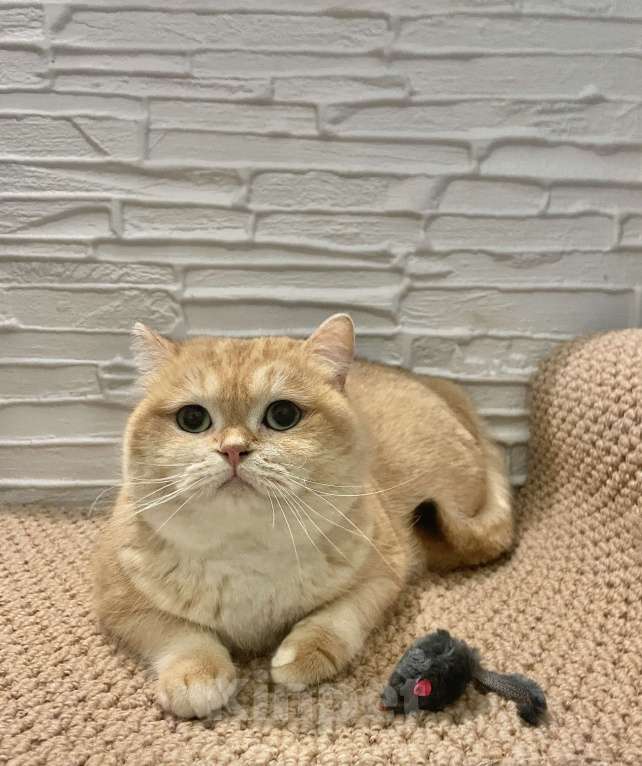 Кошки в Волгограде: Кот золотая шиншилла Мальчик, 5 000 руб. - фото 1