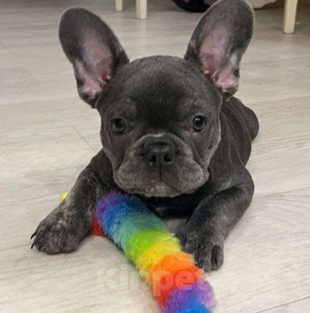 Собаки в Челябинске: Обычное Мальчик, 36 000 руб. - фото 1