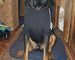 Собаки в Щербинке: Кобель на вязку Мальчик, Бесплатно - фото 4