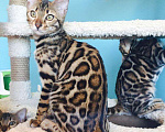 Кошки в Санкт-Петербурге: Бенгальская красавица, 70 000 руб. - фото 9