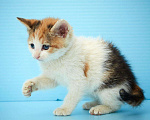 Кошки в Ливны: Котенок в надёжные и любящие руки!!, 50 руб. - фото 4