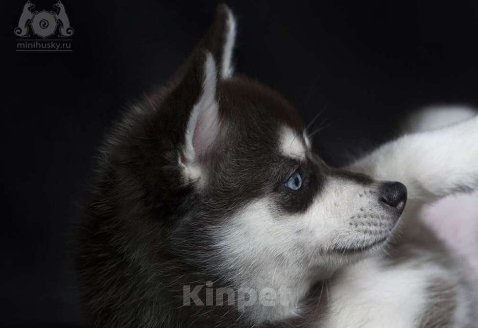 Собаки в других городах Московской области: Суперактивная брюнетка Девочка, 300 000 руб. - фото 2