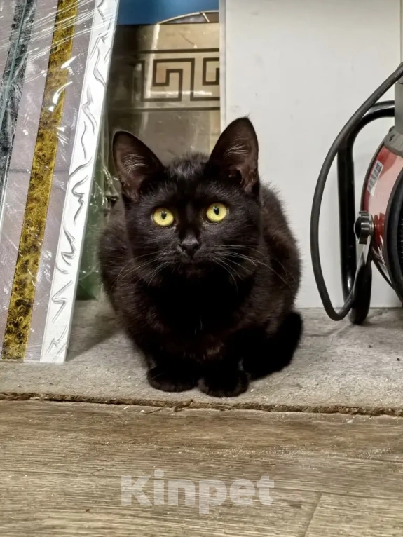 Кошки в Рязани: Котенок девочка Девочка, Бесплатно - фото 1