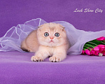 Кошки в Санкт-Петербурге: Голубое золото скоттиш-фолд Мальчик, Бесплатно - фото 5