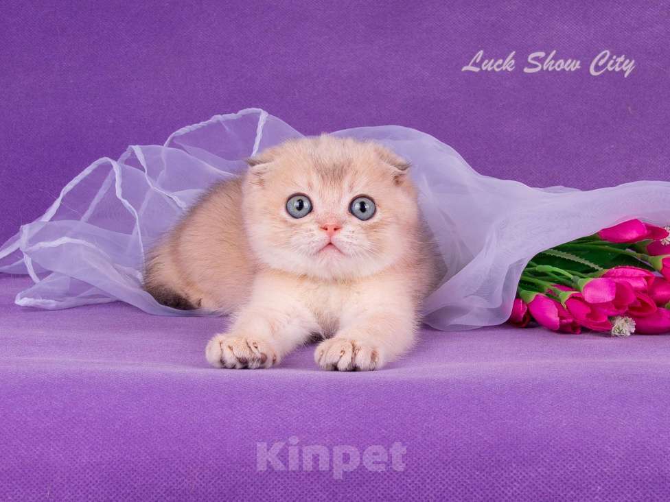 Кошки в Санкт-Петербурге: Голубое золото скоттиш-фолд Мальчик, Бесплатно - фото 5