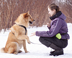Собаки в Москве: Собака в добрые руки Мальчик, 1 руб. - фото 6