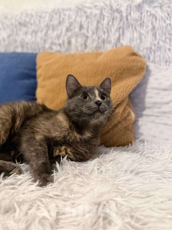 Кошки в Балашихе: Корица Девочка, Бесплатно - фото 3