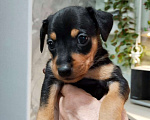 Собаки в Батайске: Продаю щенков цвергпичера Мальчик, 3 000 руб. - фото 5