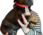 Собаки в Чебоксарах: Доберманы щенки РКФ Мальчик, 45 000 руб. - фото 2