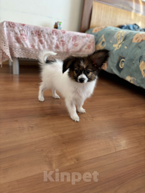 Собаки в Санкт-Петербурге: Кукольный мальчик папийона/папильона Бруно  Мальчик, 50 000 руб. - фото 5