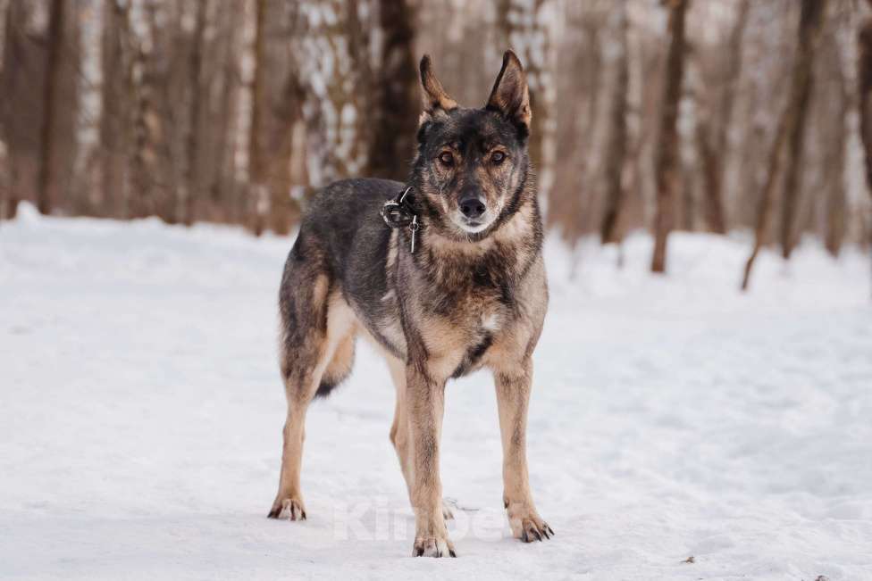 Собаки в Москве: Дуся Девочка, Бесплатно - фото 3