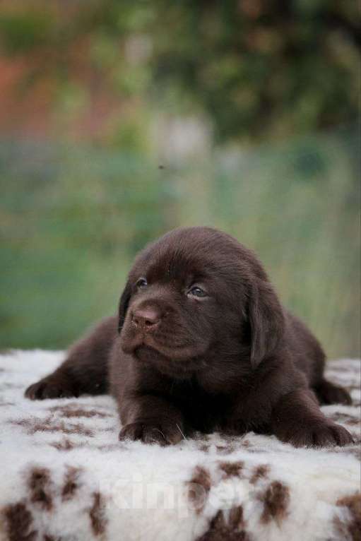 Собаки в Батайске: Щенок лабрадора Мальчик, 45 000 руб. - фото 1