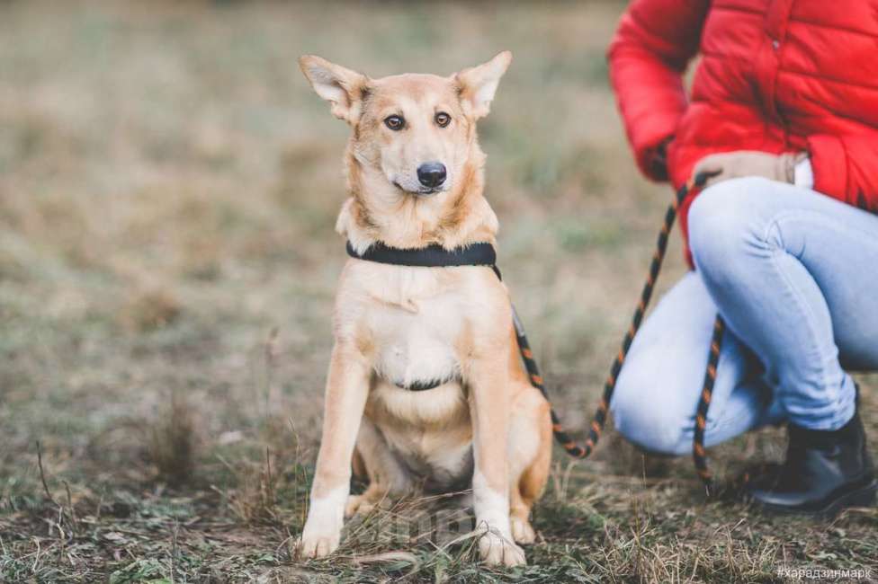 Собаки в Москве: Лисса, красивая собака Девочка, Бесплатно - фото 2