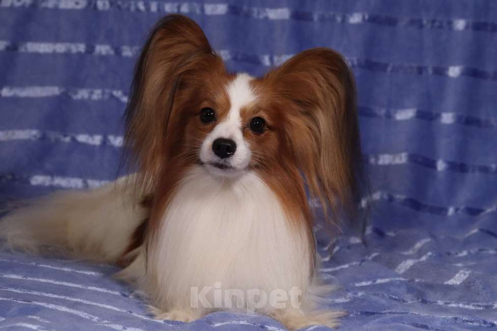 Собаки в Санкт-Петербурге: папийон щенок Мальчик, Бесплатно - фото 5