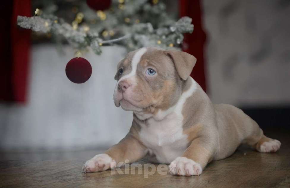 Собаки в Новосибирске: Щенки американского булли Девочка, 150 000 руб. - фото 2