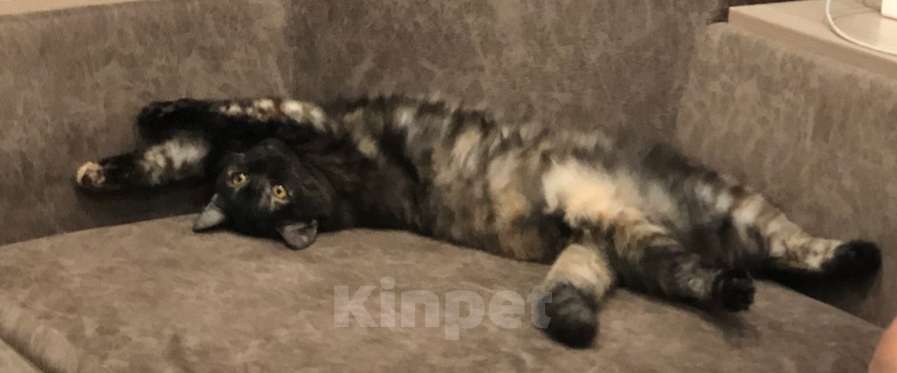 Кошки в Иркутске: Продается кошечка🐾 Девочка, 2 000 руб. - фото 1