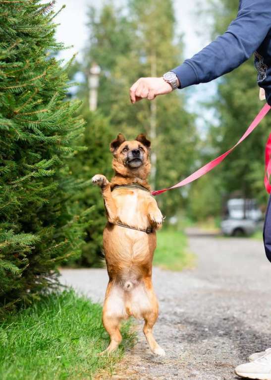 Собаки в Санкт-Петербурге: Маленький хорошенький пёс Мальчик, Бесплатно - фото 5