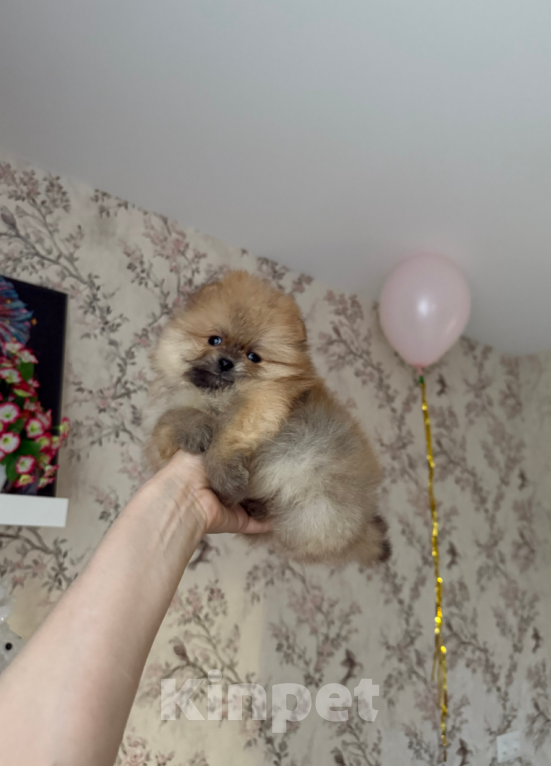 Собаки в Москве: Мальчик  Мальчик, 28 000 руб. - фото 1