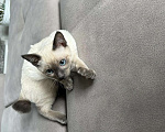 Кошки в Москве: Котята меконгского бобтейла Мальчик, Бесплатно - фото 2