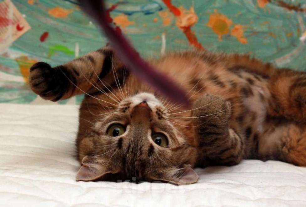 Кошки в Москве: Юная Алиса, сто полосок и розовый носик. Ласковая кошка в добрые руки. Девочка, Бесплатно - фото 5