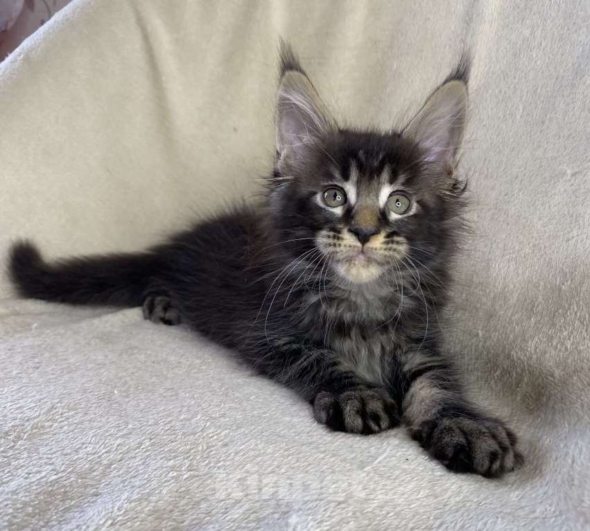 Кошки в Дмитрове: Черный мраморный мальчик мейн кун Мальчик, 40 000 руб. - фото 1