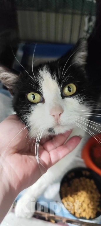 Кошки в Симферополе: Кошечка в добрые руки Девочка, Бесплатно - фото 3