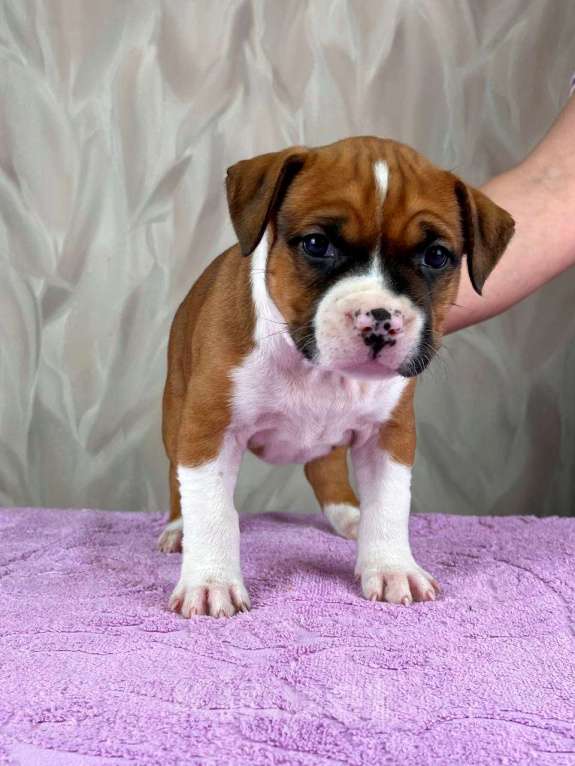 Собаки в Москве: Яркая красотка амстаффа Девочка, 80 000 руб. - фото 8