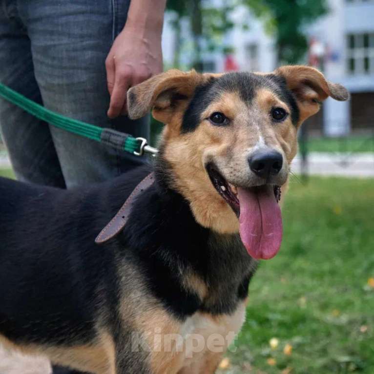 Собаки в Москве: Ричи Мальчик, Бесплатно - фото 2