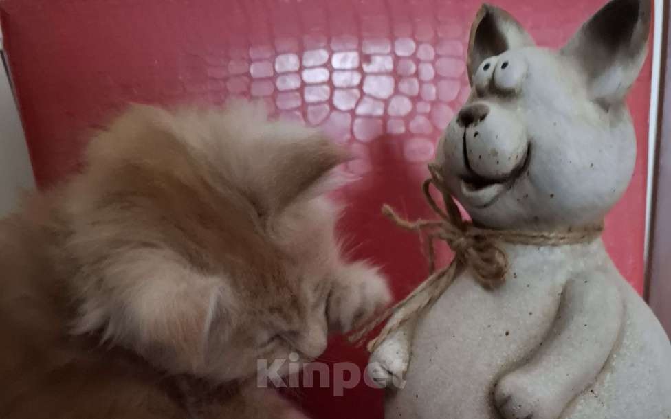 Кошки в Москве: Подарок к 8 марта. Девочка, 25 000 руб. - фото 6