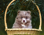 Собаки в Ярославле: Кобель шпиц мраморного окраса Мальчик, 40 000 руб. - фото 5