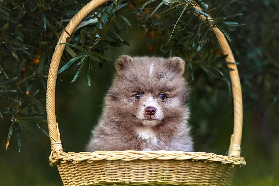 Собаки в Ярославле: Кобель шпиц мраморного окраса Мальчик, 40 000 руб. - фото 5