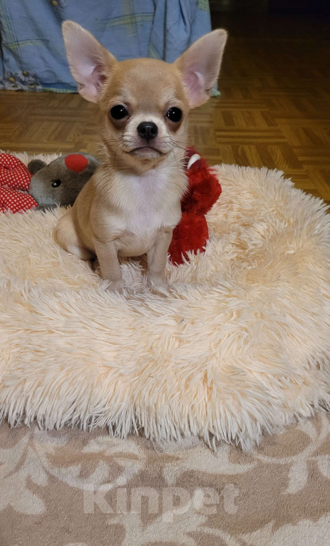 Собаки в Москве: Чихуахуа♥️голубо-палевая♥️девочка Девочка, Бесплатно - фото 1