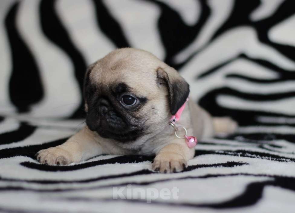 Собаки в Новосибирске: Девочка Мопс Девочка, 40 000 руб. - фото 3