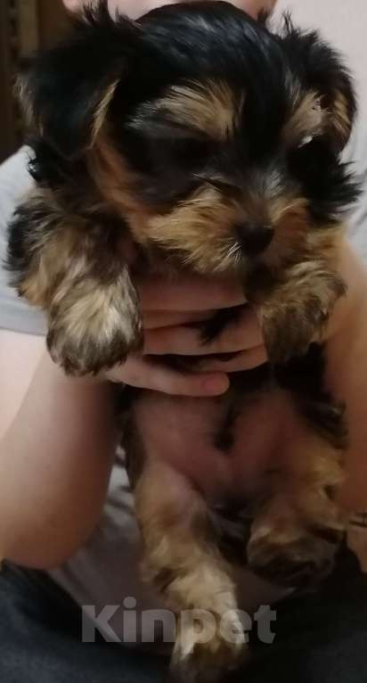 Собаки в Нововоронеже: Медвежонок  Мальчик, 25 000 руб. - фото 2