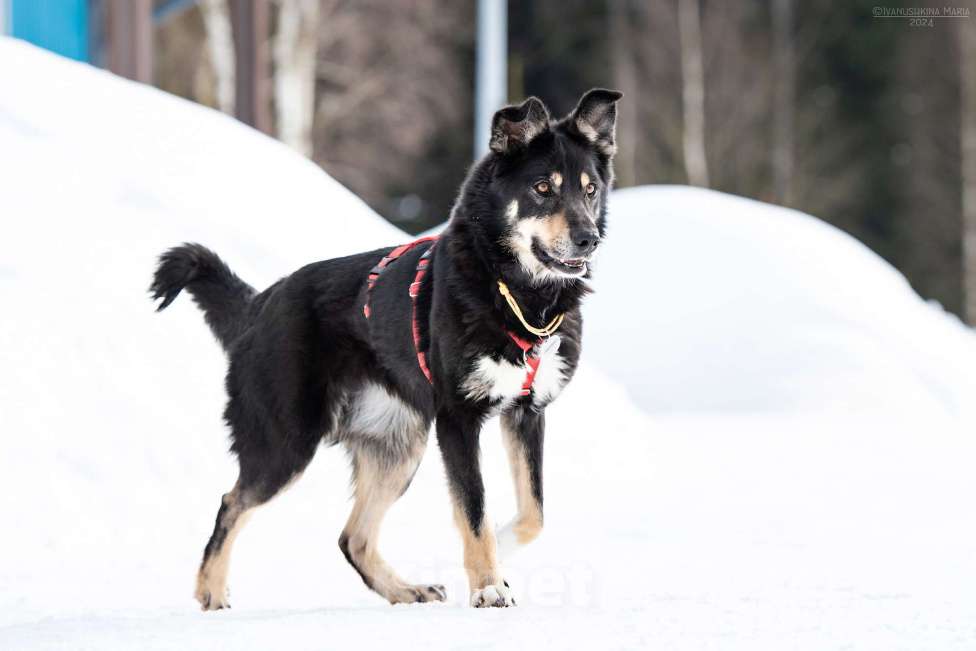 Собаки в Наро-Фоминске: Очень ласковая Сирена Девочка, Бесплатно - фото 2