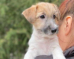 Собаки в Новосибирске: Высокопородный щенок джек рассел терьера  Мальчик, Бесплатно - фото 3
