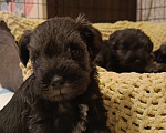Собаки в Москве: Щенки цвергшнауцера Мальчик, 50 000 руб. - фото 2