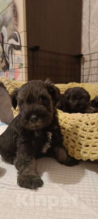 Собаки в Москве: Щенки цвергшнауцера Мальчик, 50 000 руб. - фото 2