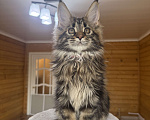 Кошки в Москве: Мейн-кун котенок Мальчик, 60 000 руб. - фото 2