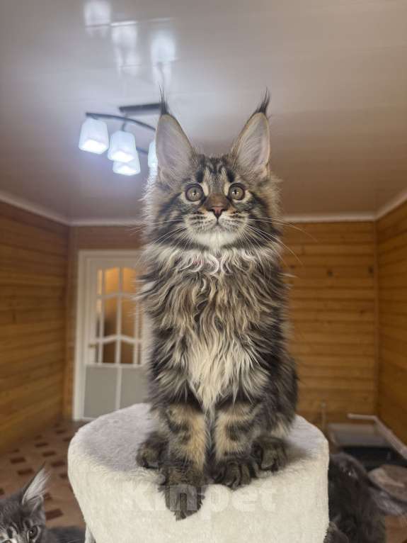 Кошки в Москве: Мейн-кун котенок Мальчик, 60 000 руб. - фото 2