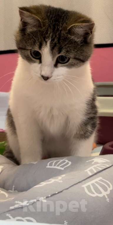 Кошки в Москве: Котенок стесняшка Мальчик, Бесплатно - фото 6