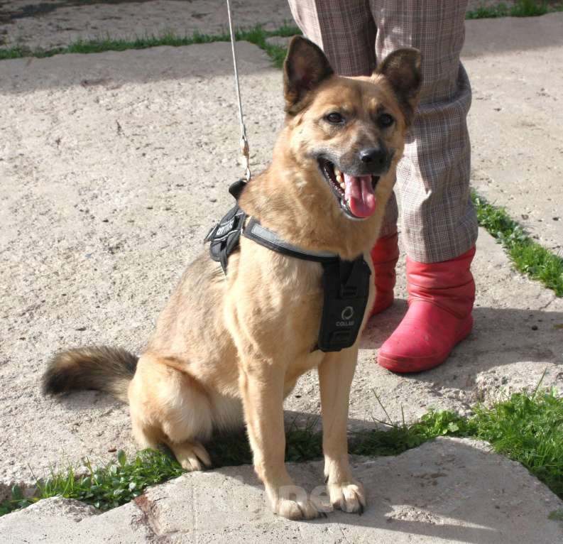 Собаки в Москве: ШАНС на дом и семью для ласкуши Ладушки Девочка, Бесплатно - фото 5
