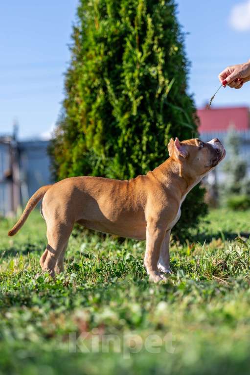 Собаки в Москве: щенята Девочка, 60 000 руб. - фото 2