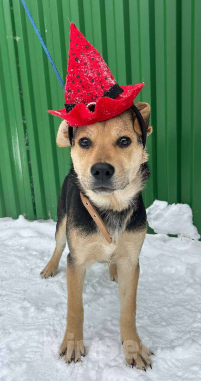 Собаки в Серпухове: Щеночек Лика в добрые руки Девочка, Бесплатно - фото 4