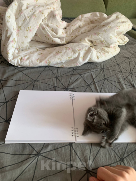 Кошки в Тольятти: маленькая кошечка в добрые руки Девочка, Бесплатно - фото 1