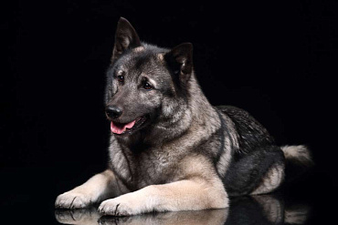 Норвежский элкхаунд (лосиная лайка)